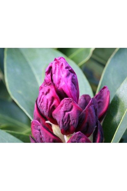 Rhododendron Polarnacht догляд